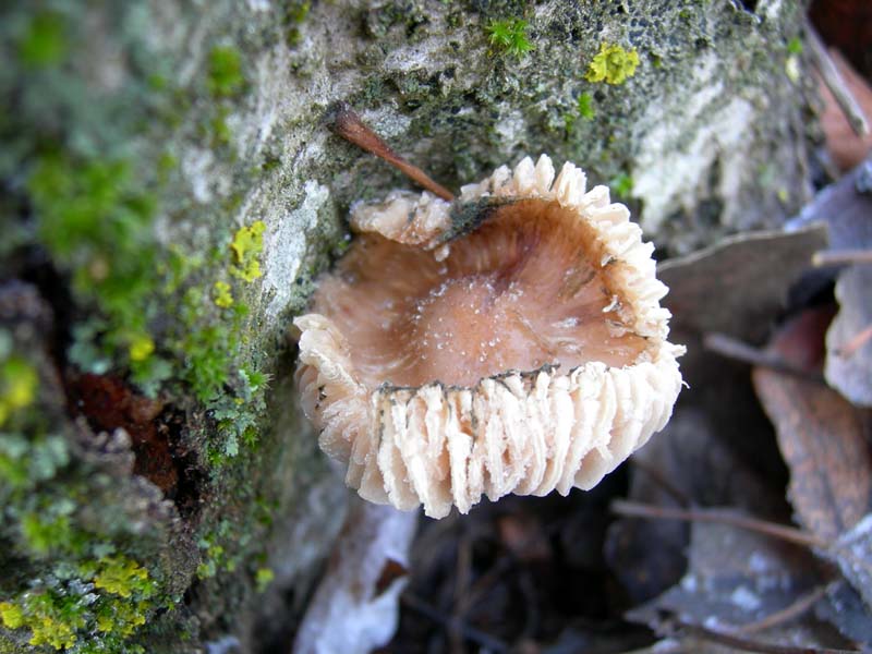 A caccia di Pleurotus.....parte2.