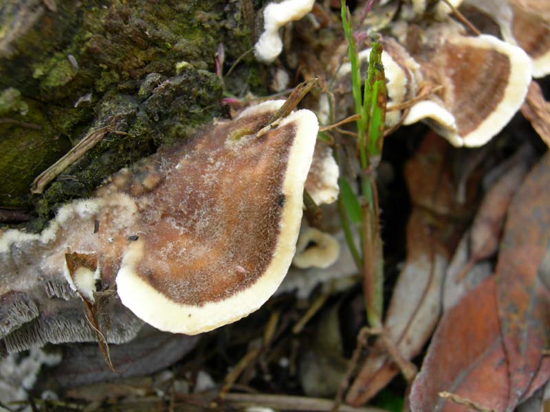 10 funghi da determinare...