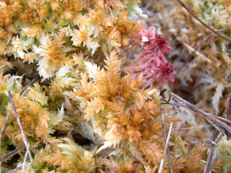 Vaccinium oxycoccos tra Sphagnum sp.