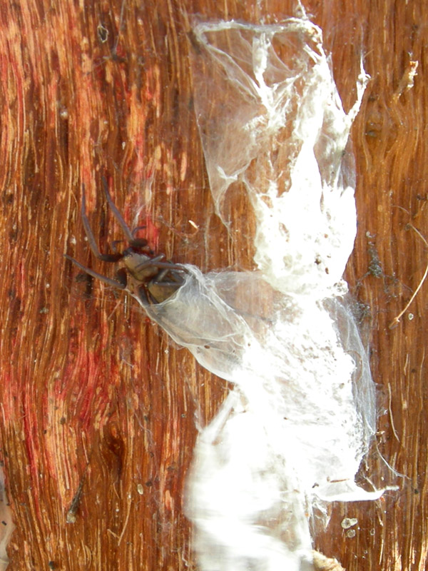 Philodromidae. Gnaphosidae, Theridiidae ........