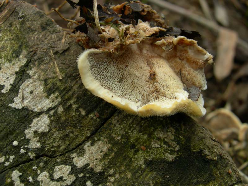 10 funghi da determinare...