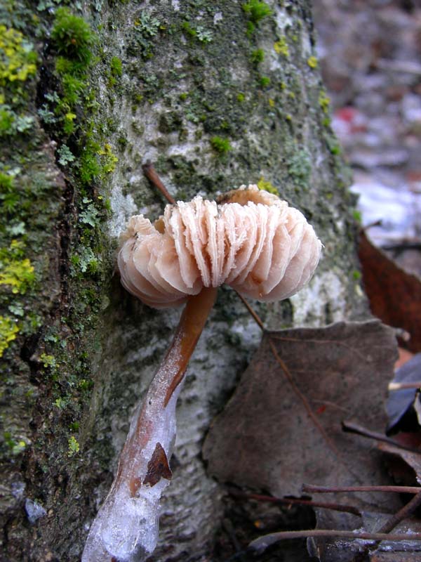 A caccia di Pleurotus.....parte2.