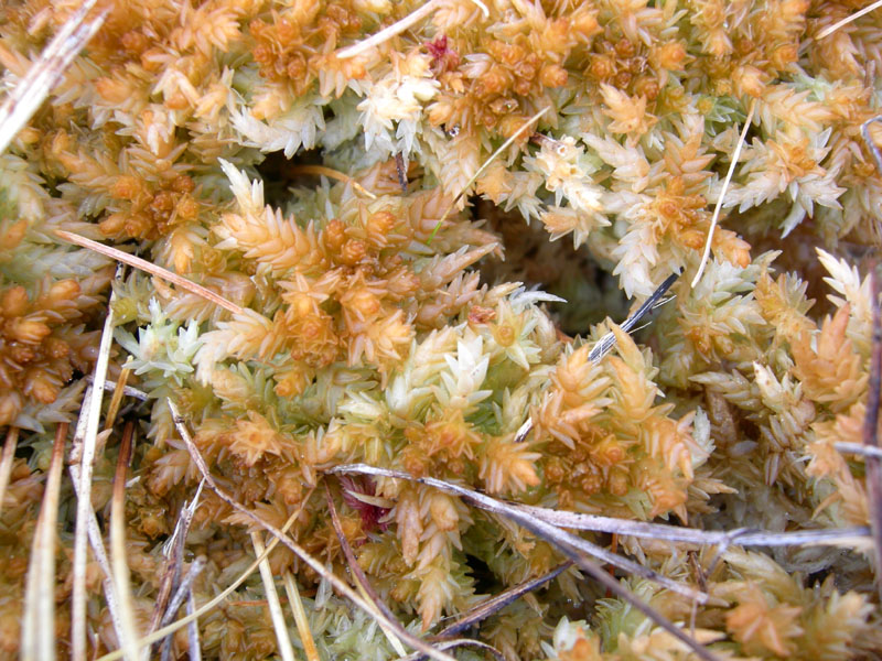 Vaccinium oxycoccos tra Sphagnum sp.