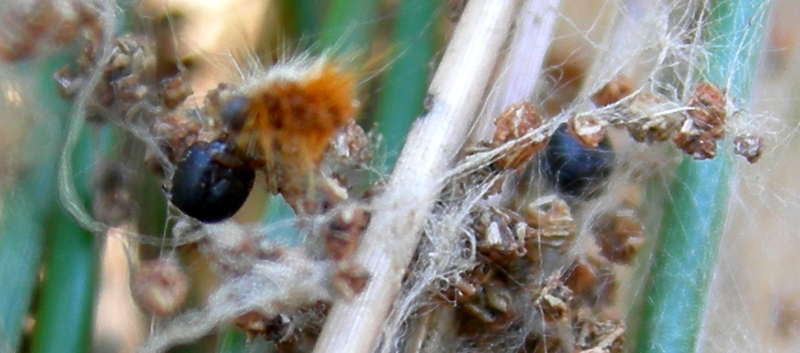 Processionaria del pino.....Thaumetopoea pityocampa (TN)