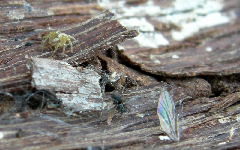 Philodromidae. Gnaphosidae, Theridiidae ........