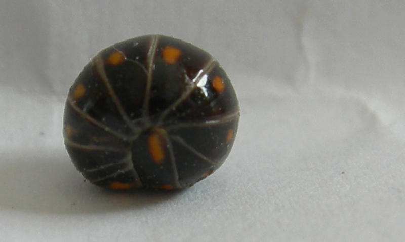 Glomeris pustulata