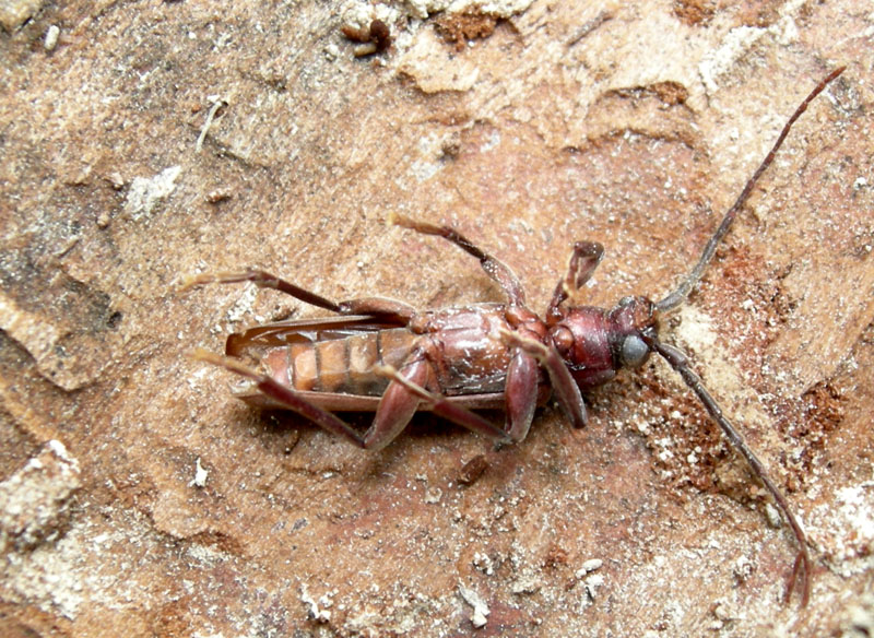Arhopalus rusticus (Coleoptera, Cerambycidae)