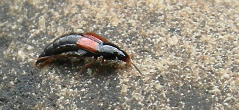 Staphylinidae