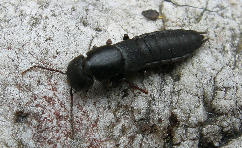 Staphylinidae