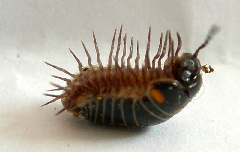 Glomeris pustulata