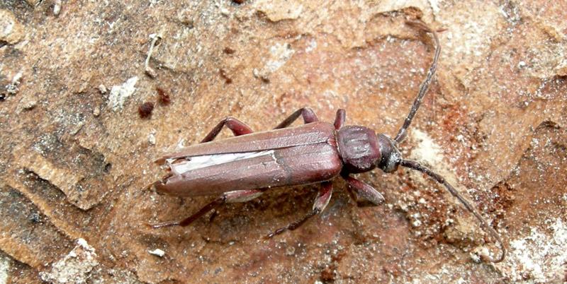 Arhopalus rusticus (Coleoptera, Cerambycidae)