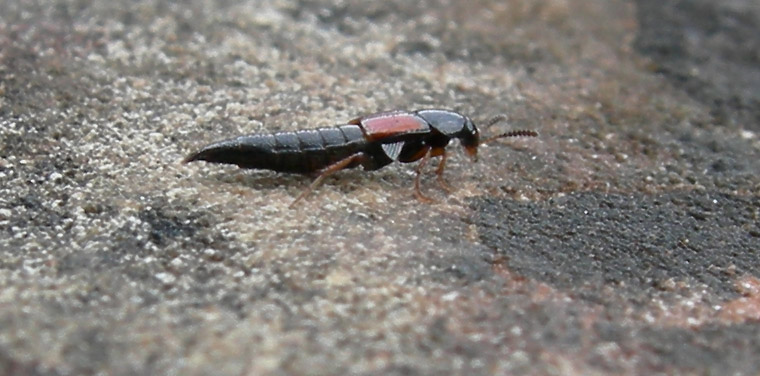 Staphylinidae