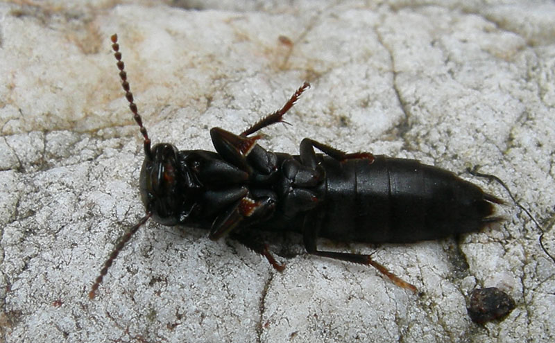 Staphylinidae