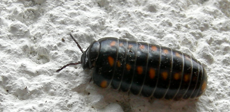 Glomeris pustulata