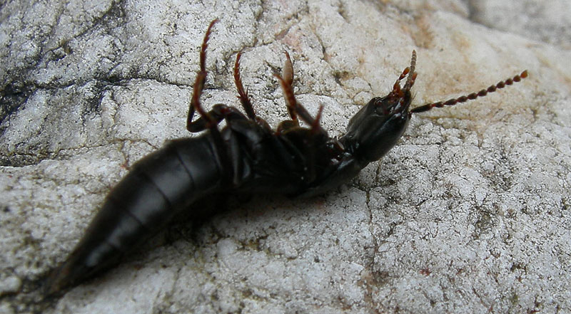 Staphylinidae