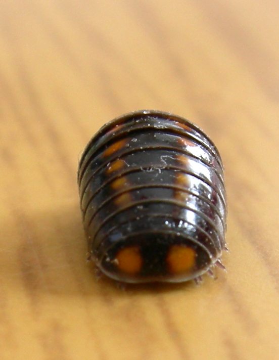 Glomeris pustulata