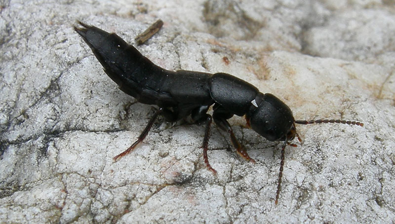 Staphylinidae