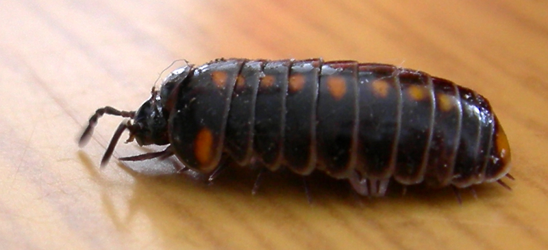 Glomeris pustulata