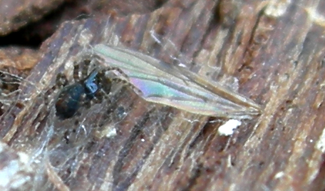 Philodromidae. Gnaphosidae, Theridiidae ........