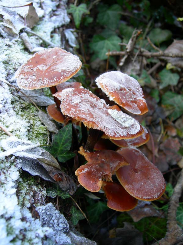 A caccia di Pleurotus.....parte2.