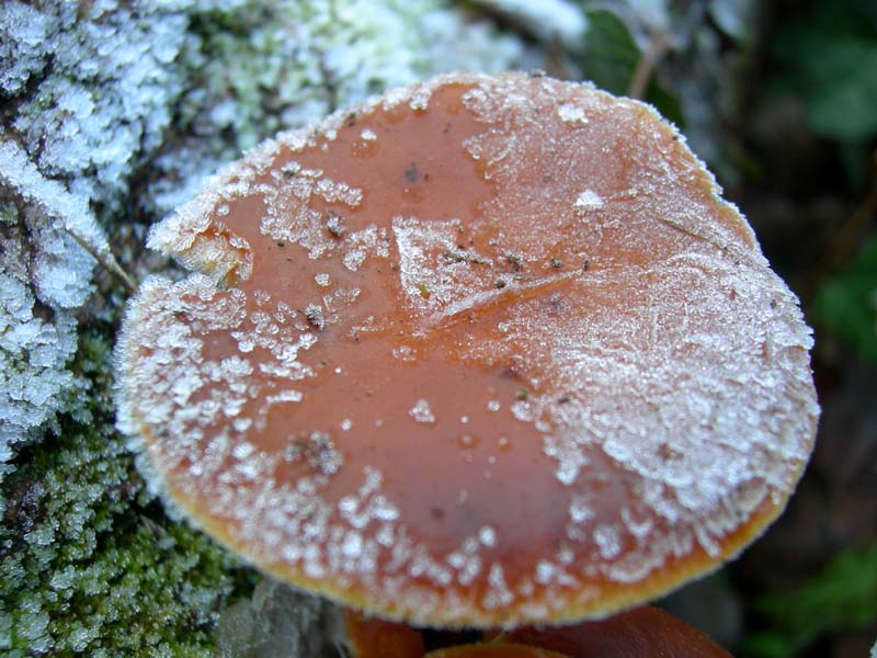 A caccia di Pleurotus.....parte2.