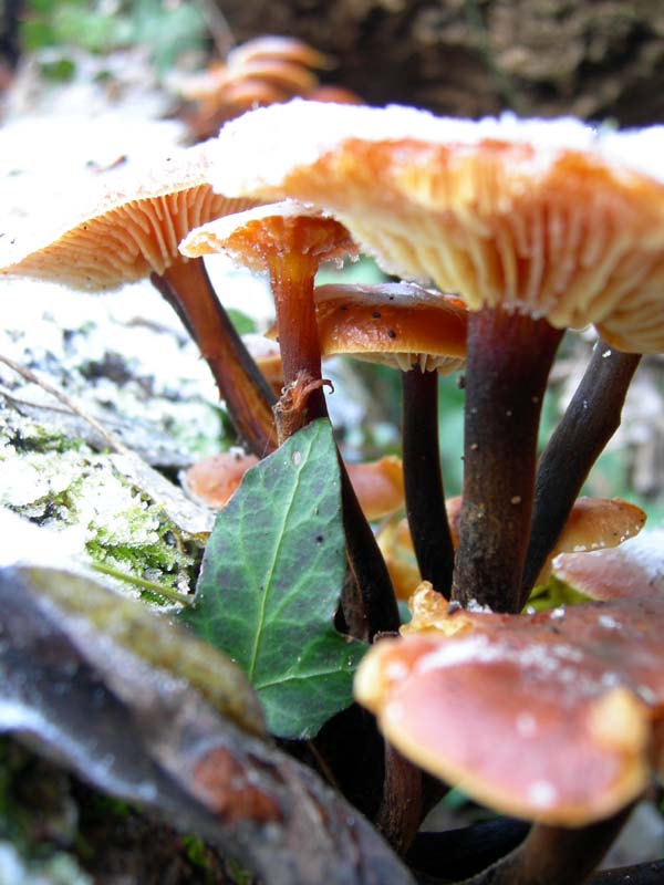 A caccia di Pleurotus.....parte2.