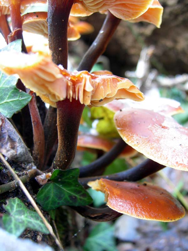A caccia di Pleurotus.....parte2.