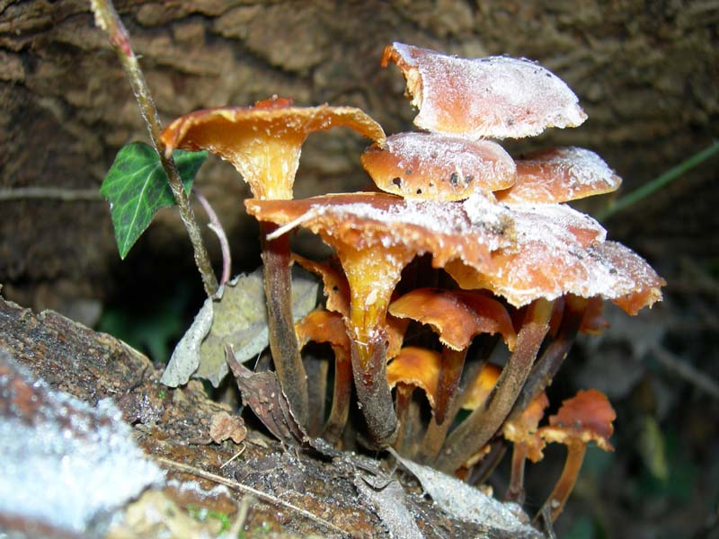 A caccia di Pleurotus.....parte2.