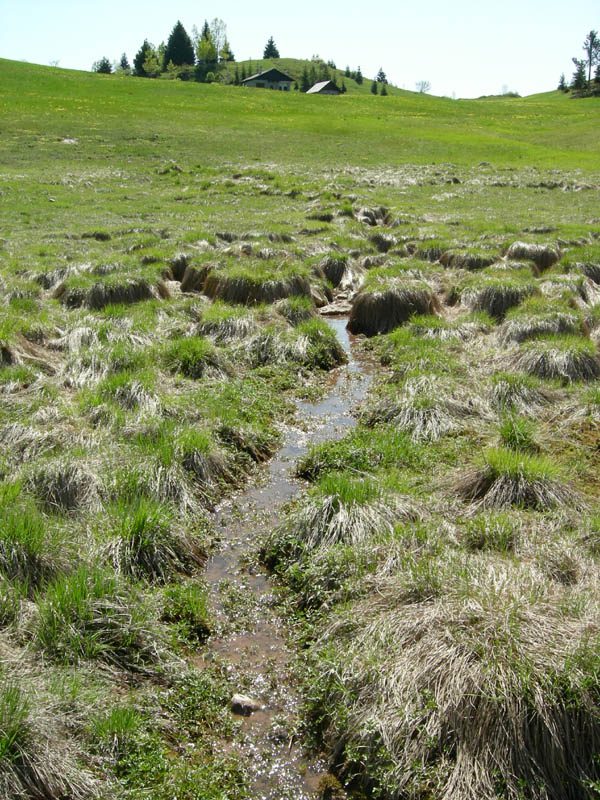 Larve di Nemouridae....dal Trentino