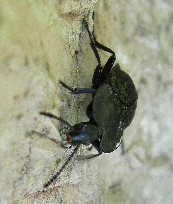 Silpha carinata........dal Trentino