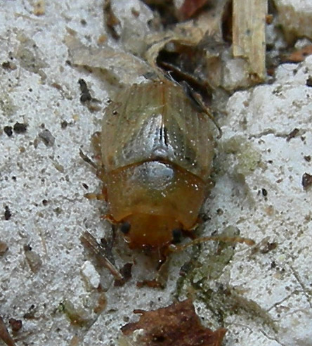 Gonioctena cf. pallida