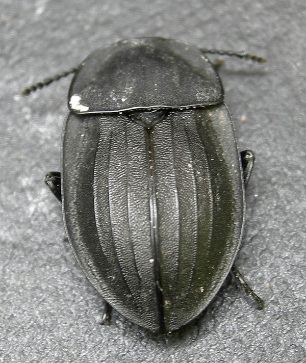 Silpha carinata........dal Trentino