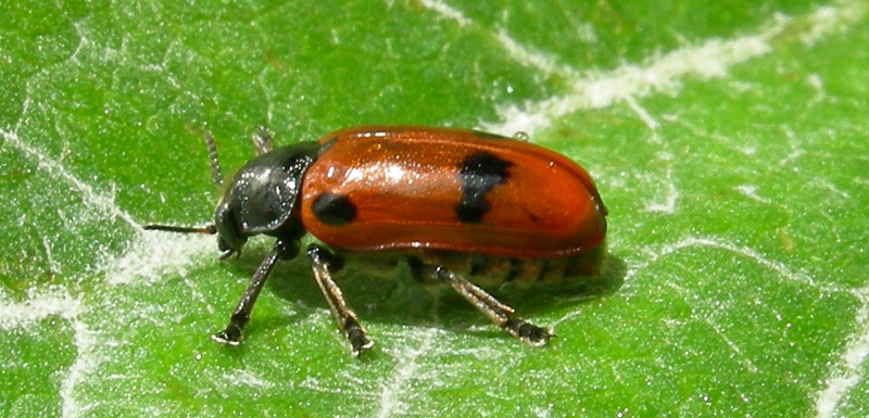 Clytra quadripunctata