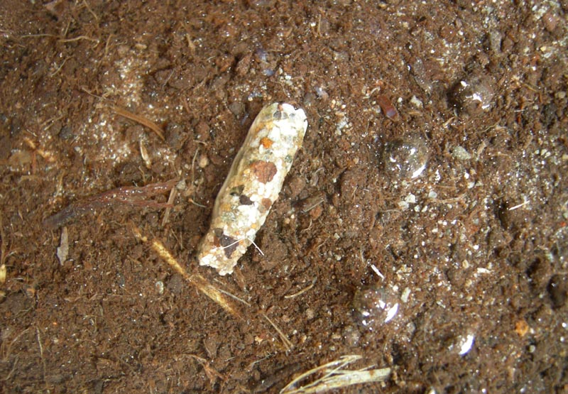 larva di tricottero