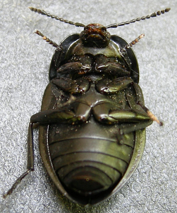 Silpha carinata........dal Trentino