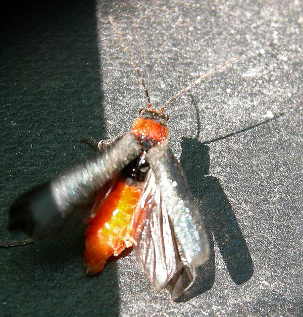 Cantharidae: Cantharis fusca