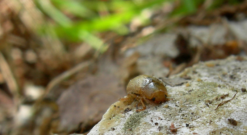 Gonioctena cf. pallida