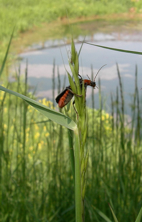 Cantharidae: Cantharis fusca