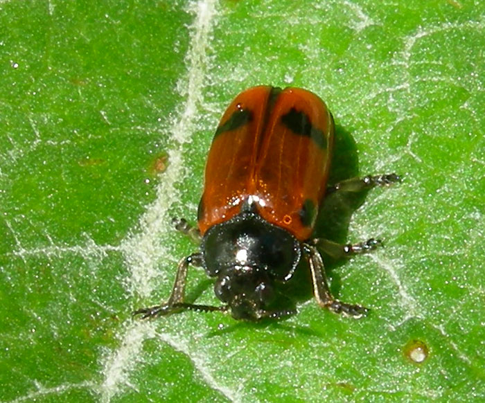 Clytra quadripunctata