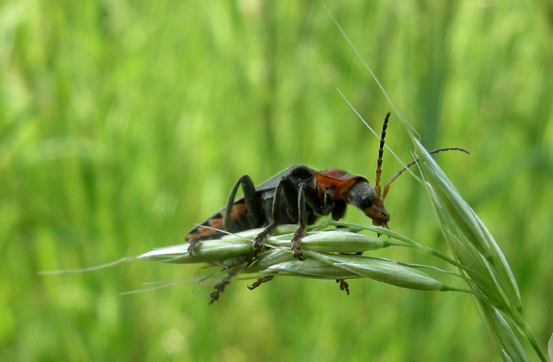 Cantharidae: Cantharis fusca