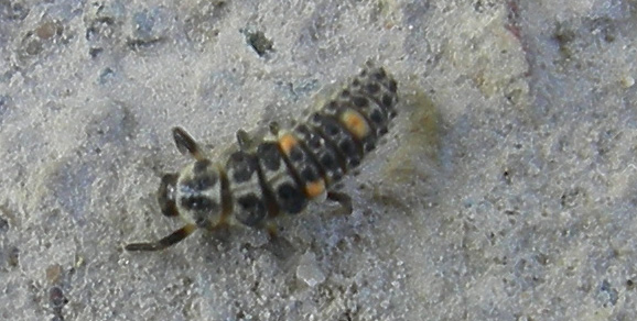 Larva di Coccinellidae