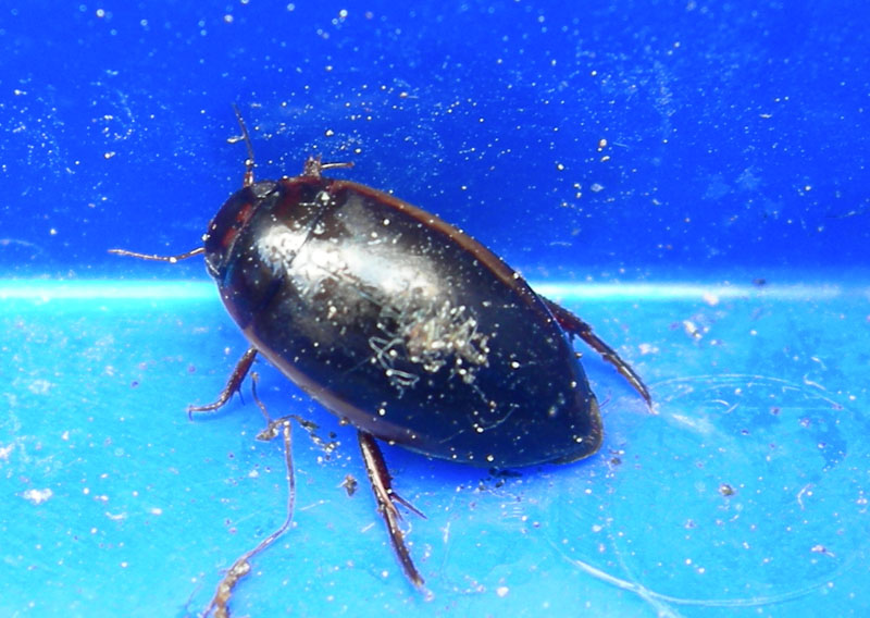 Ilybius  fuliginosus (Coleoptera, Dytiscidae)