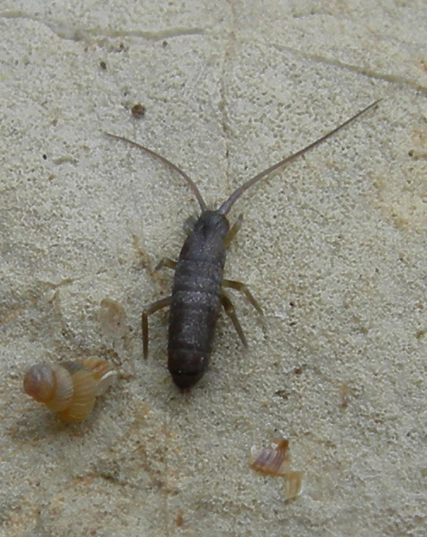 Pogonognathellus longicornis - Tomoceridae