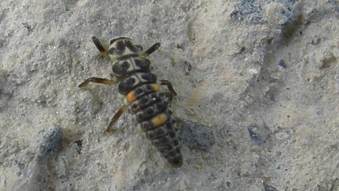 Larva di Coccinellidae