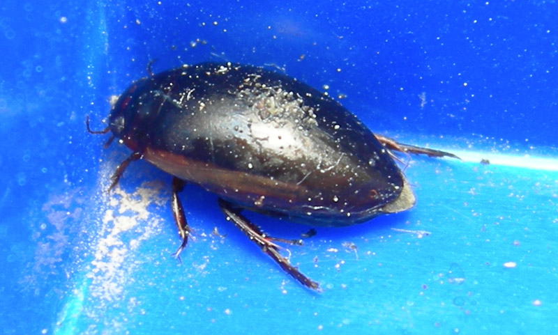 Ilybius  fuliginosus (Coleoptera, Dytiscidae)