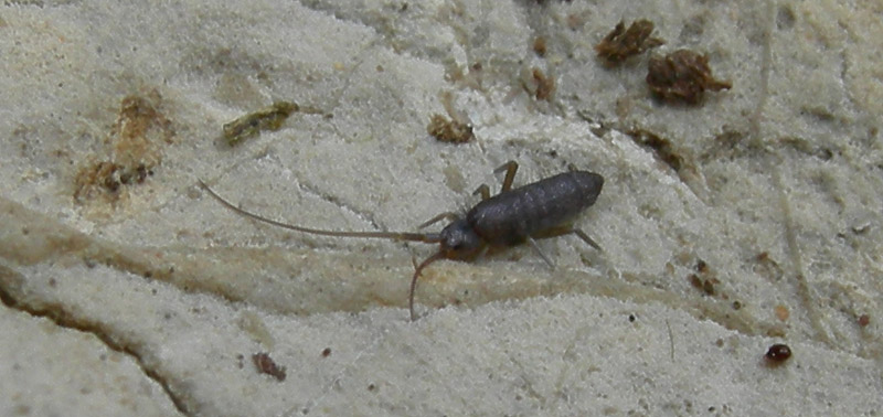 Pogonognathellus longicornis - Tomoceridae