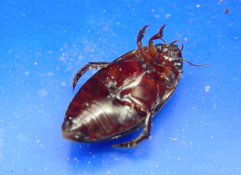 Ilybius  fuliginosus (Coleoptera, Dytiscidae)