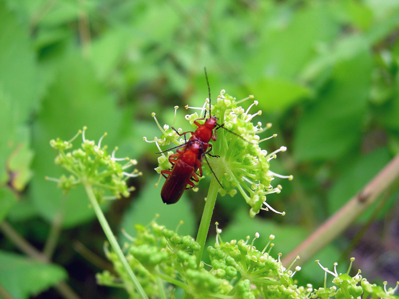 Rhagonycha fulva