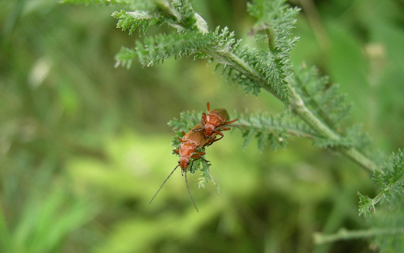 Rhagonycha fulva