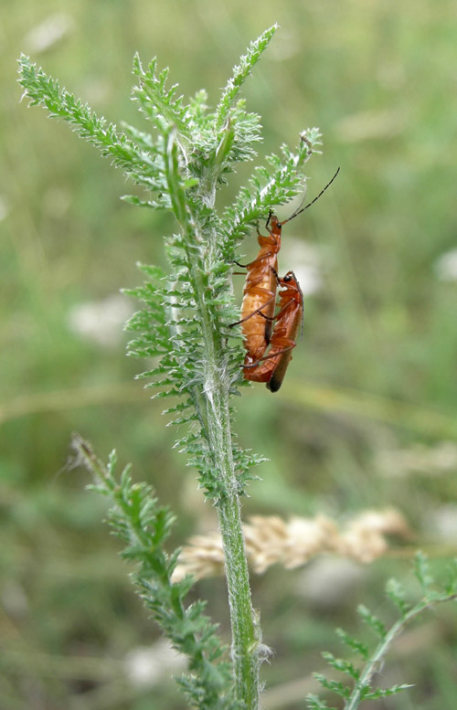 Rhagonycha fulva